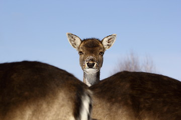 Image showing fallow deer baby