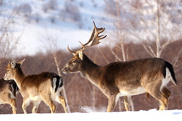 Image showing fallow deer buck and its baby stag