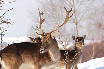 Image showing fallow deer buck in a winter day