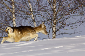 Image showing fallow deer doe in winter