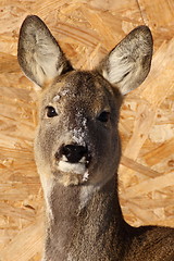 Image showing female roe deer in a park