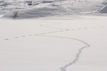 Image showing fox tracks