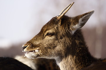 Image showing growing trophy