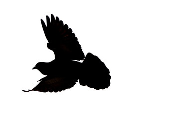 Image showing isolated pigeon silhouette