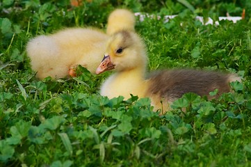 Image showing Gosling