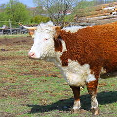 Image showing Farm cow stands on field
