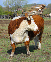 Image showing Farm bull