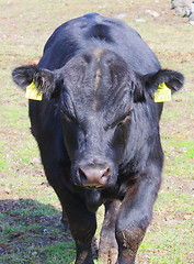 Image showing Farm black bull