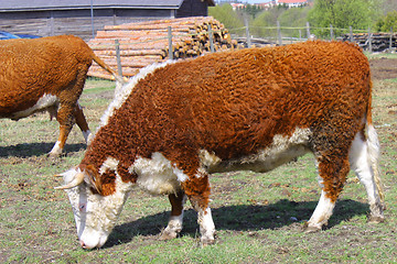 Image showing Brown white cows on a farmland
