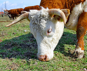 Image showing Brown white cows on a farmland