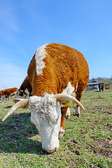 Image showing Brown white cows on a farmland