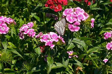 Image showing Cabbage white butterfly