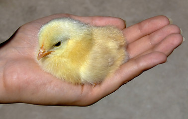 Image showing Chicken in a hand