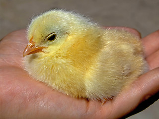 Image showing Chicken on a palm