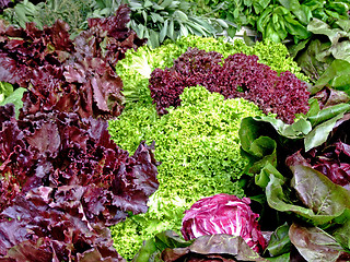 Image showing Organic lettuce