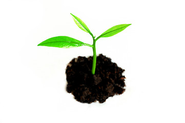 Image showing Growing sprout 