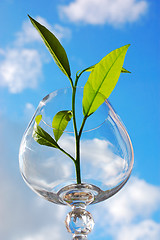 Image showing Sprout in a glass