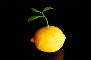 Image showing Lemon sprout 