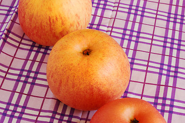 Image showing Ripe red-yellow apples