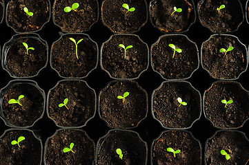 Image showing Young seedlings