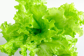 Image showing Lettuce leaves