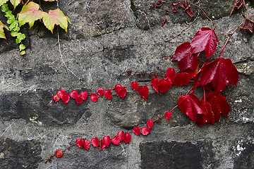 Image showing red  ivy