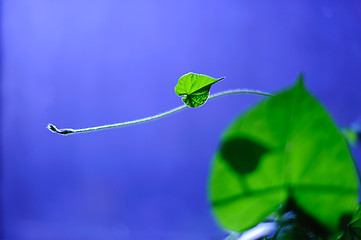 Image showing Young plant