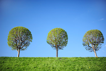 Image showing Three young trees