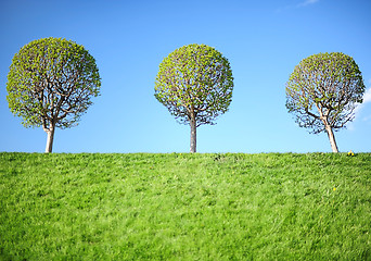 Image showing Three young trees