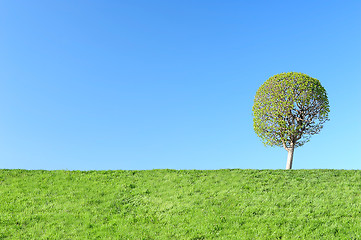 Image showing Young green tree in spring