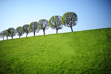 Image showing Young trees