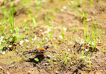 Image showing Chaffinch on the meadow