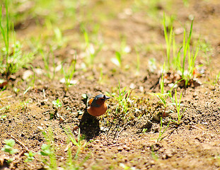 Image showing Chaffinch on the meadow