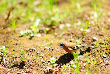 Image showing Chaffinch on the meadow