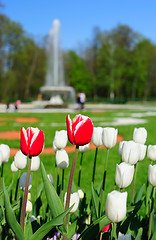 Image showing Tulips in the park