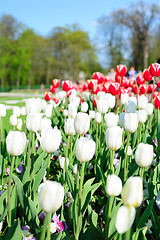 Image showing Tulips in the park