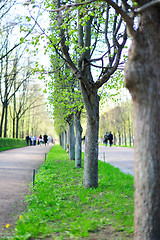 Image showing Alley in the park