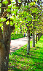 Image showing Spring alley in the park