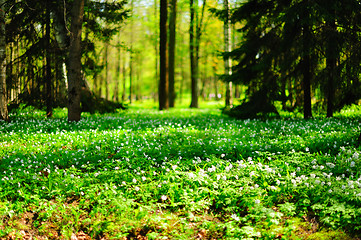 Image showing Sunlit anemone glade 