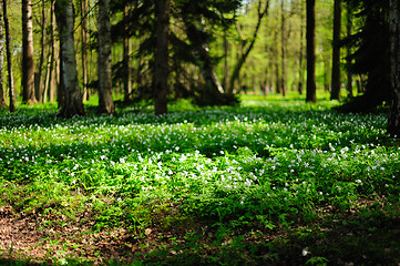 Image showing Anemone meadow