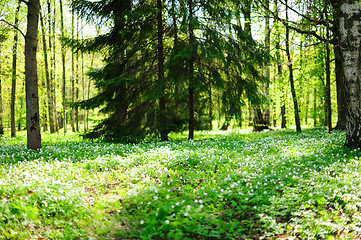 Image showing Sunny forest glade