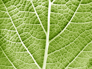 Image showing Leaf of a plant close up