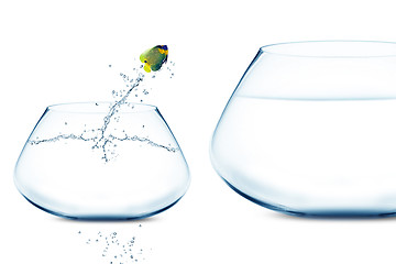 Image showing Anglefish jumping into bigger fishbowl