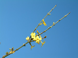 Image showing winter jasmine