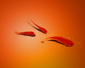 Image showing three golden fish in water together