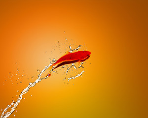 Image showing Golden fish jumping out of water