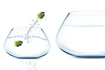 Image showing Anglefish in small fishbowl watching goldfish jump into large fi