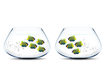 Image showing Two groups of angelfish in fishbowls 