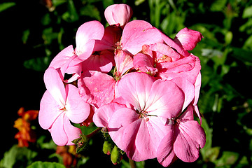 Image showing pink pelargonium