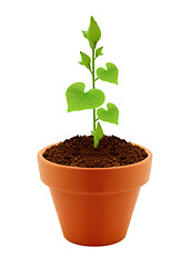 Image showing heart shaped leaves